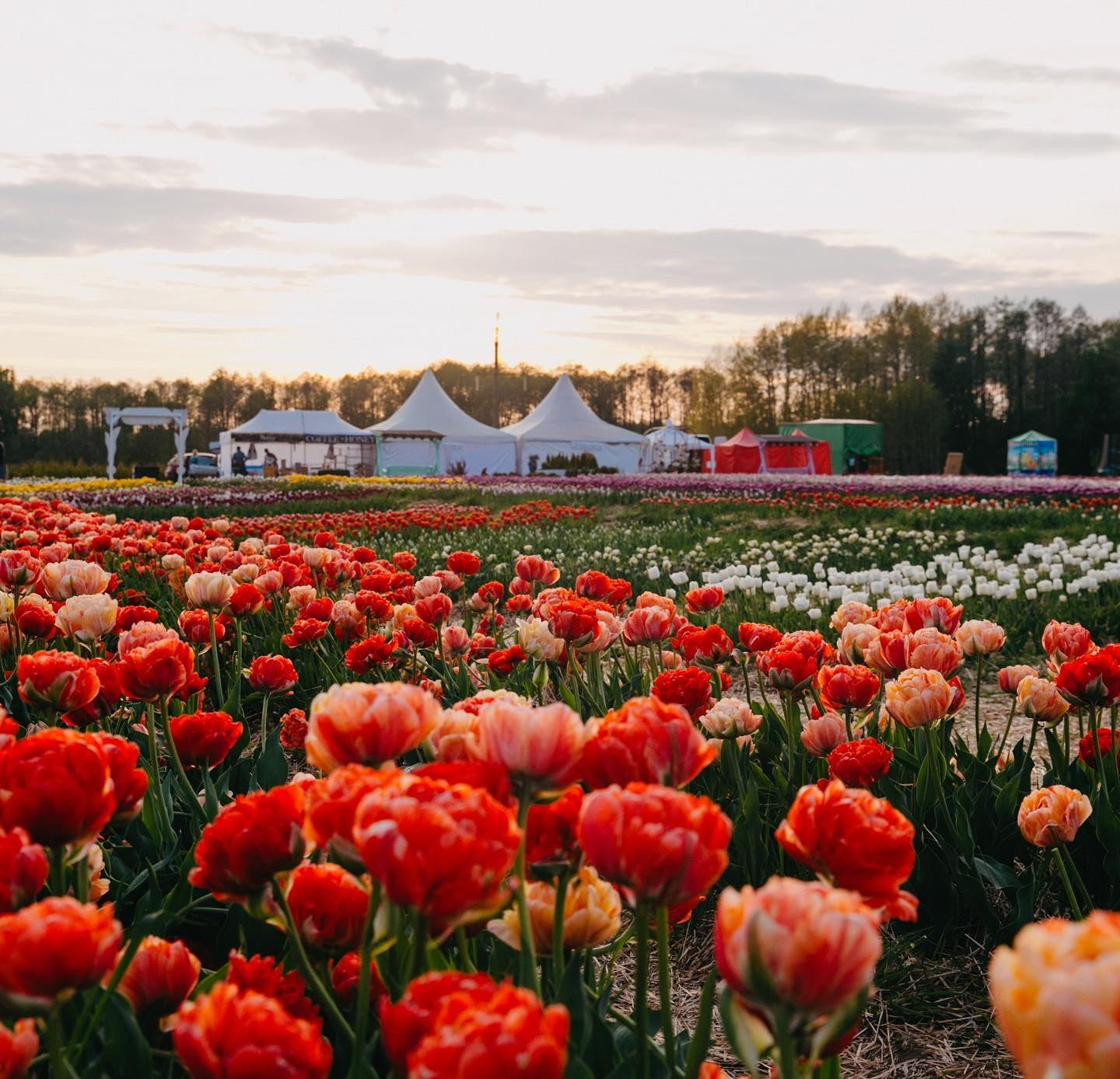 Tulip field at Volyn Holland